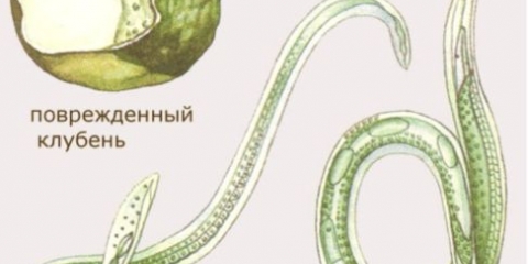 Zlatna i stabljika krompirova nematoda: mjere suzbijanja, fotografije, znakovi